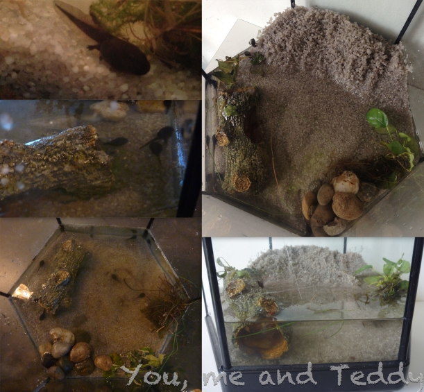new home for tadpoles